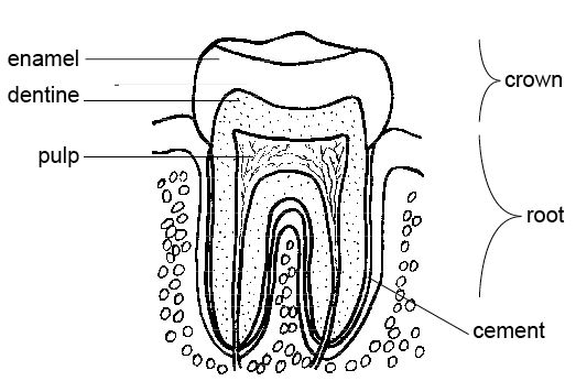teeth diagram labeled. file links Teeth+diagram